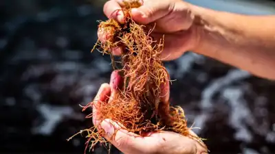 Acceptance of seaweed solution for methane is one step closer