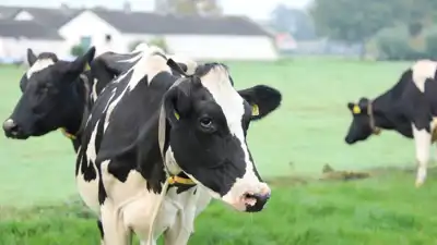 Study finds cows enhance soil health through carbon storage