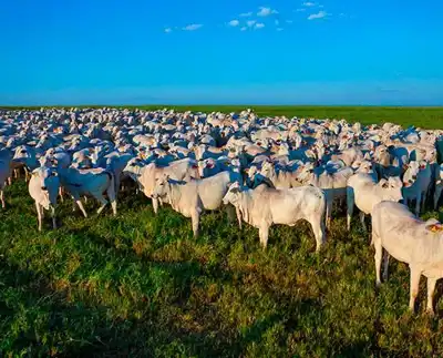 New partnership boosts sustainability in Brazilian leather