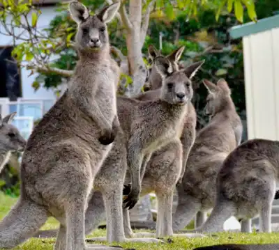 Australia urges US to maintain kangaroo leather imports