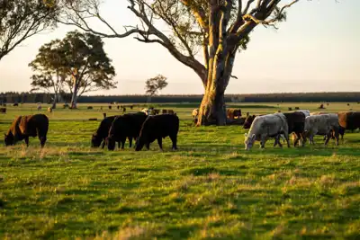 Australian red meat exports surge in 2024