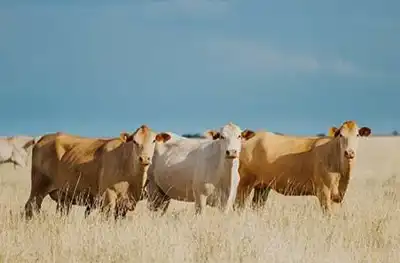 Australian red meat exports rise in US