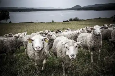 Wool research can help leather too
