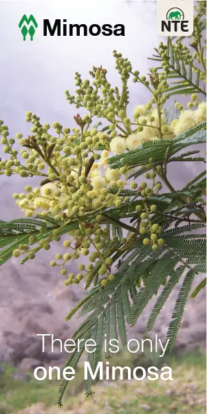Mimosa 2023