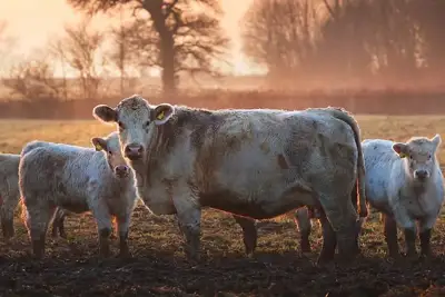 Small herd will limit recovery: USDA  projection
