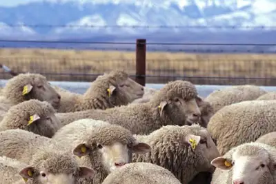 New study shows 80% of EU citizens find ‘using animals’ acceptable