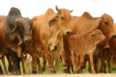 Eblex director defends beef industry