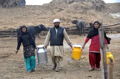 World Bank in bid to boost dairy cattle sector in India