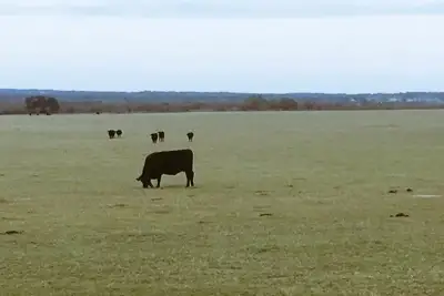 Study suggests inaccuracies in cattle methane estimates