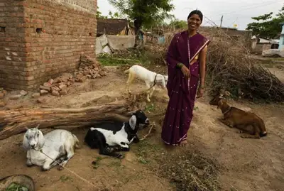 Goats are a good bet for “the poorest of the poor”, IFAD says