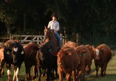 Frank Mitloehner explains livestock emissions to US Senate committee