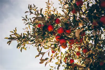 German Leather Federation fights against term ‘apple leather’