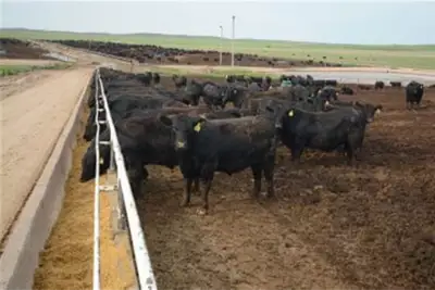 Certified Angus Beef reports record sales