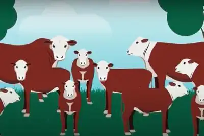 MLA produces videos about traits for choosing cattle