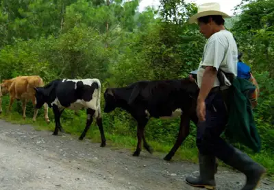 Livestock farming matters more than ever as global hunger grows worse