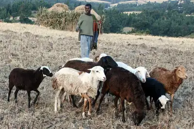Tanzania aims to emulate Ethiopia’s leather industry