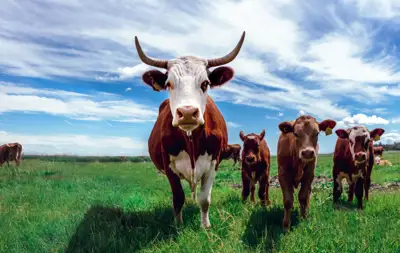 OIE launches reference platform for animal health