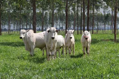 Short-term havoc could result from new BSE cases in Brazil