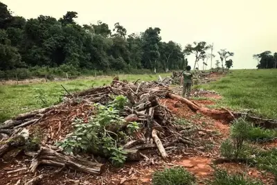 Deforestation regulations should exclude leather, ICT says