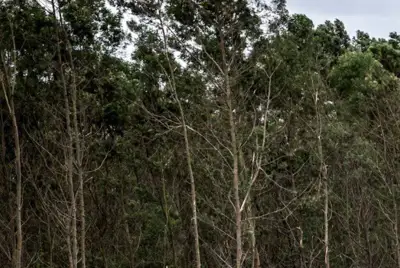 Carbon-negative certification for tannin producer