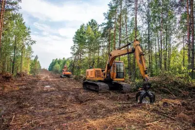 Deforestation due diligence statements will be required in the EU