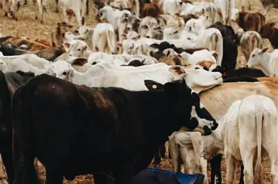 China lifts Brazilian beef ban