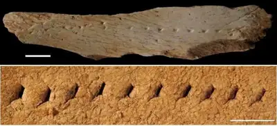 Humans wore leather clothes 40,000 years ago