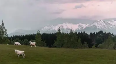 Livestock numbers down in New Zealand