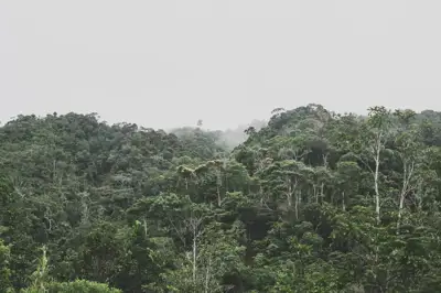 Deforestation down in Brazilian Amazon