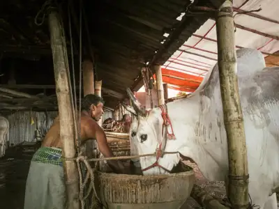 Bangladesh: Better prices anticipated for Eid hides and skins