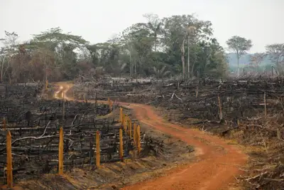Deforestation falls in Colombia