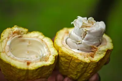 Boxmark harnessing cocoa shells for circular production