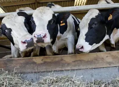 EU cattle herd slightly lower in 2022