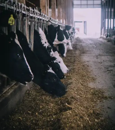 Global dairy producers form emissions alliance