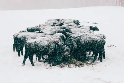 Snowstorms hit US meatpackers