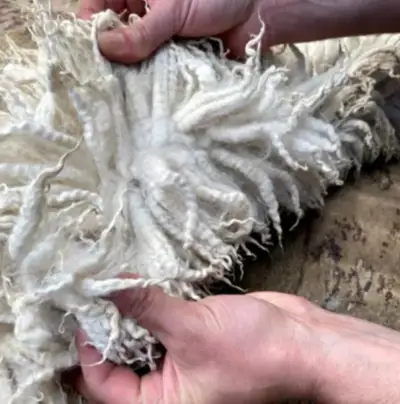 New Zealand sheepskins in demand