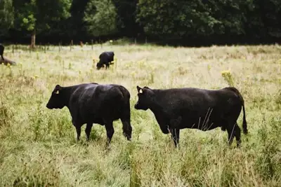 Irish grass-fed beef gets protected status