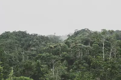 Amazon deforestation decline registered in Q1
