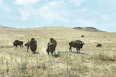 No herd mentality