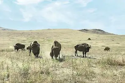 No herd mentality