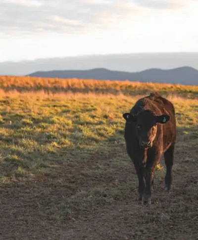 Australia - Red meat emissions decline