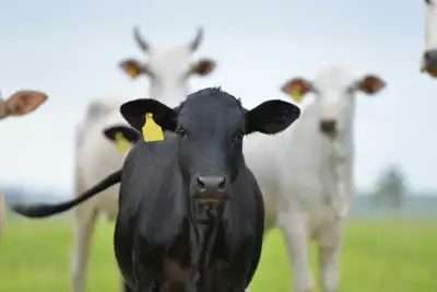 China and Brazil launch sustainable beef initiative