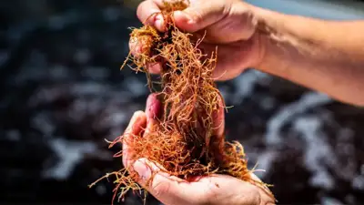 Acceptance of seaweed solution for methane is one step closer