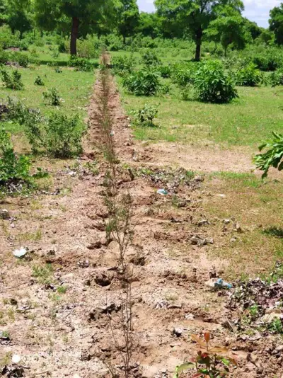 SCRD Plants 1.5 million trees