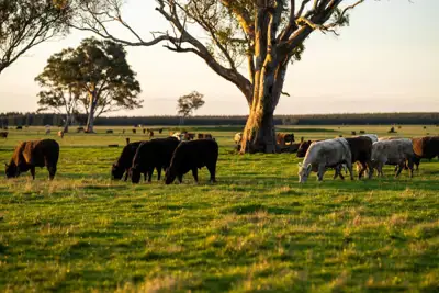 Australian red meat exports surge in 2024