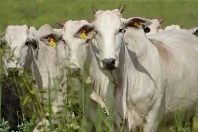 JBS supports small farms with tracking