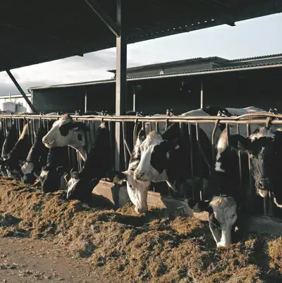 New research suggests overestimation of feedlot methane emissions
