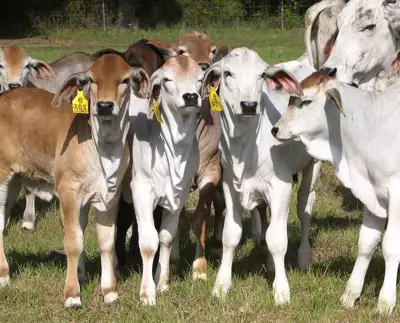 Beef features in tariff thinking