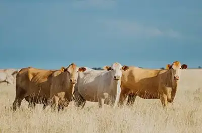 Australian red meat exports rise in US