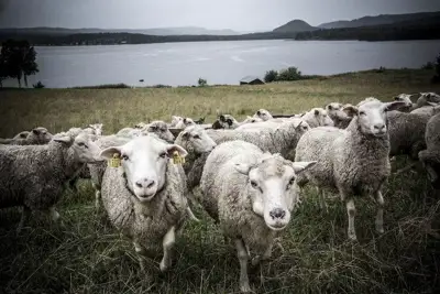 Wool research can help leather too